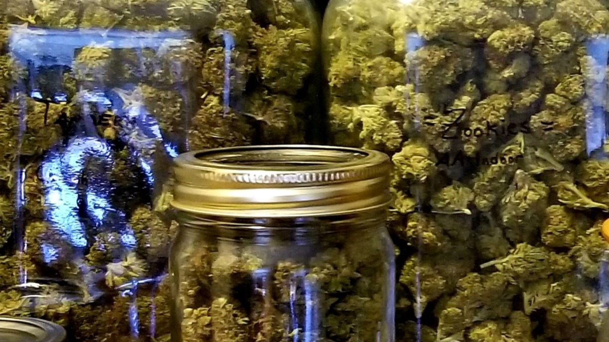 Variety of Cannabis