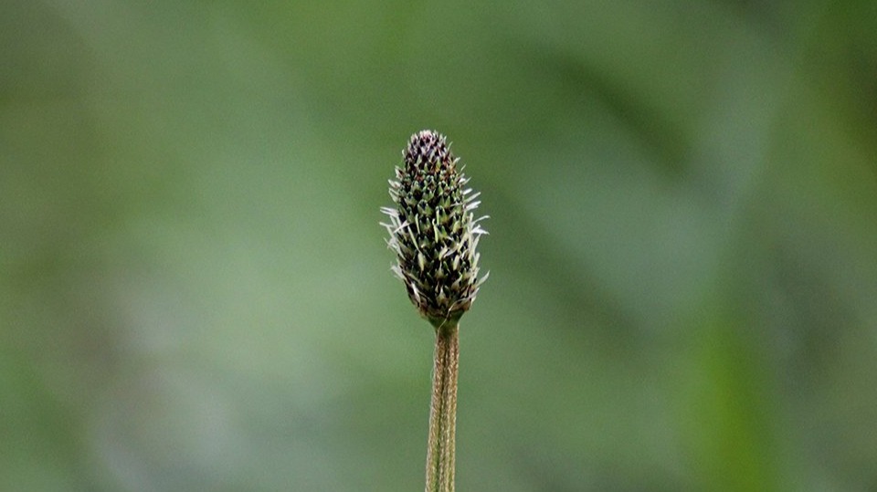 Trip #1 Through Macro World in Santa Justa Sierra | Portugal