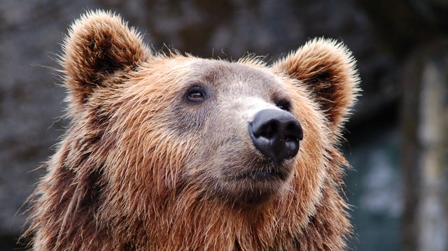 The bear is coming. I want the bull, but the bear is coming.