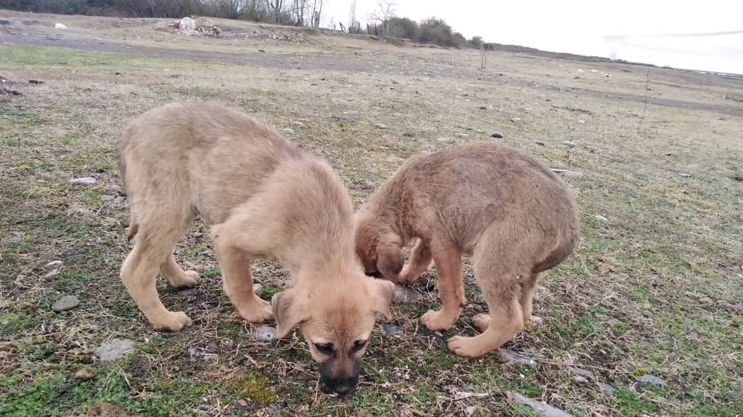 Two of The Puppies Are Still with Their Mother