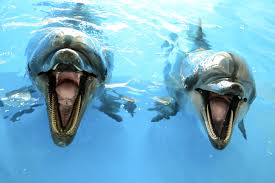 Dolphins laughing?