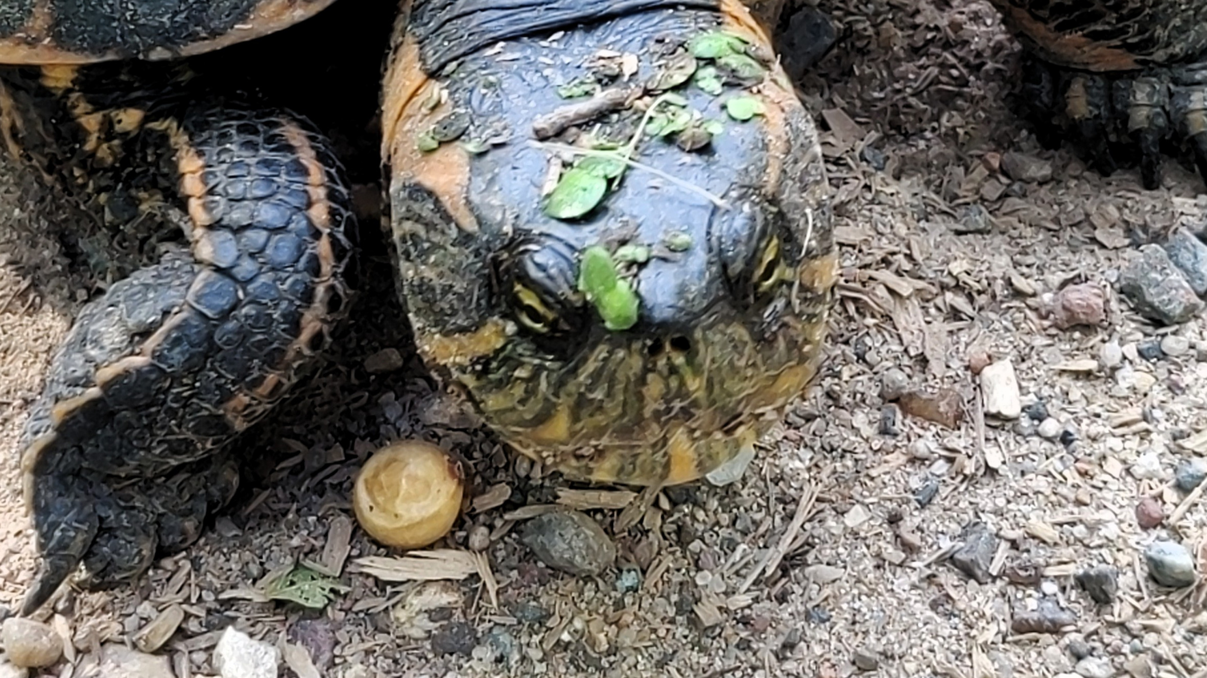 Female turtle about to lay her eggs.