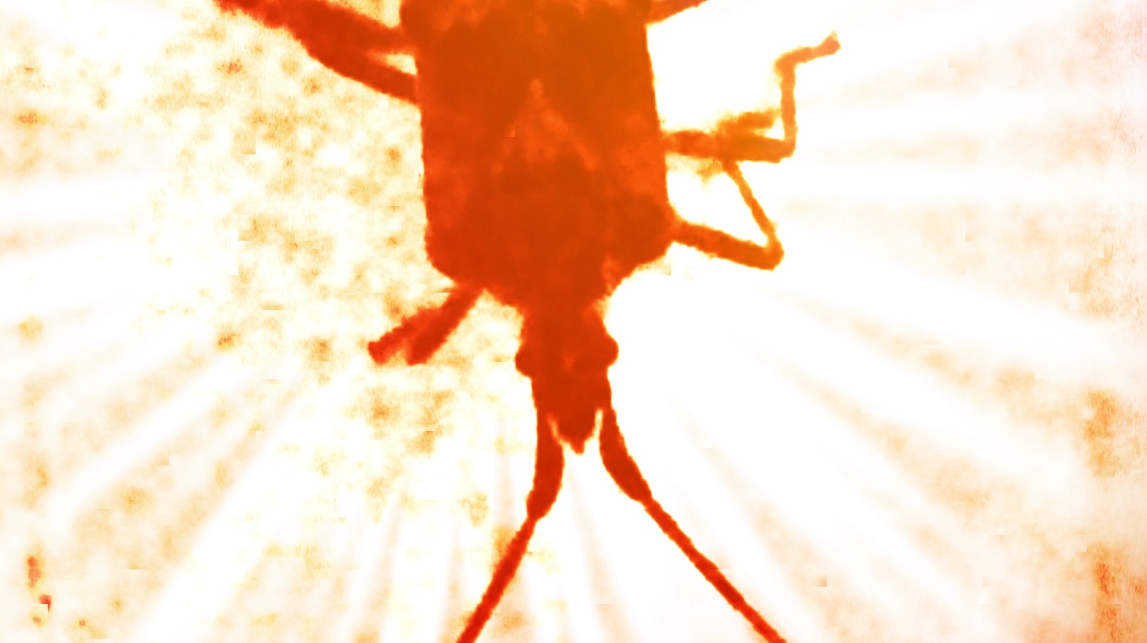 Bug