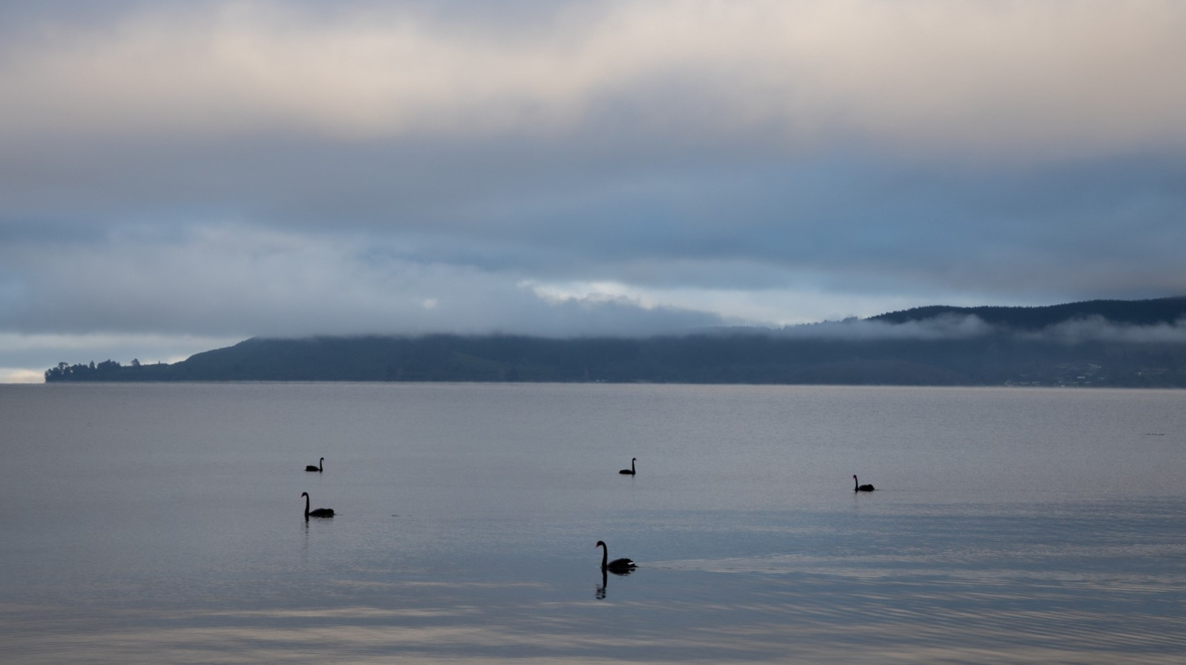 Black swans in New Zealand