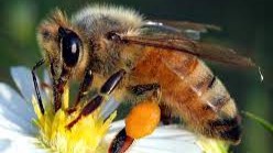 honey bee on aster