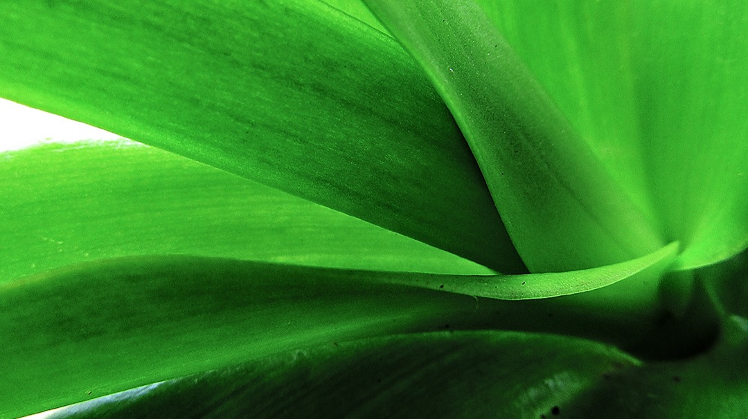 Leaves, abisai