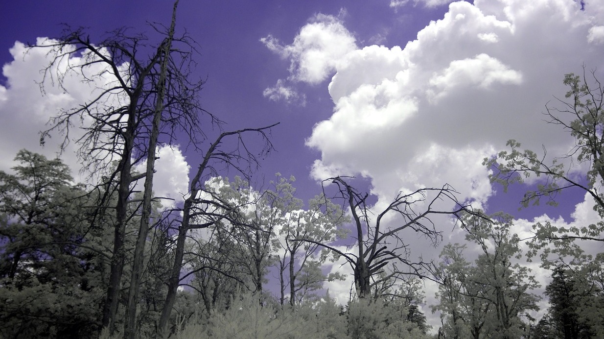 Dead trees on the ridge Ultraviolet and Infrared Photography