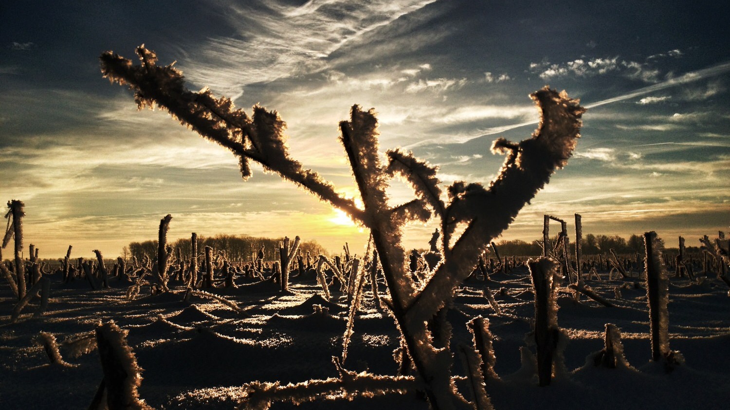 frost on a corn husk at sunrise