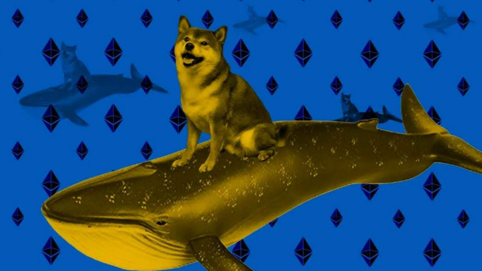 Shiba Inu - DailyCoin