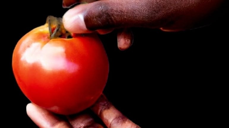 Nemonetta F1: A Compact and Disease-Resistant Tomato Variety for Productive Gardens.