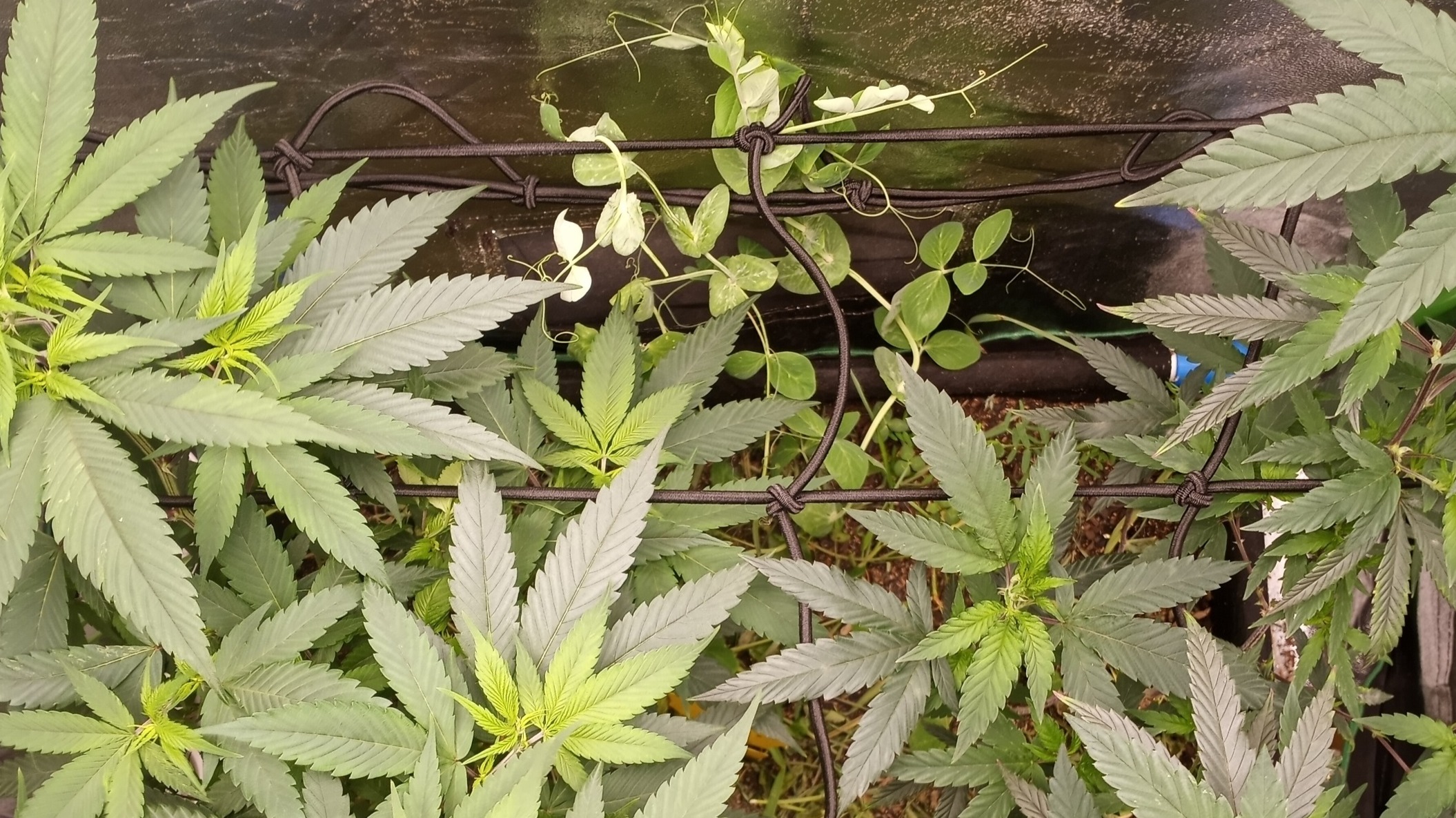 Overhead view of the canopy