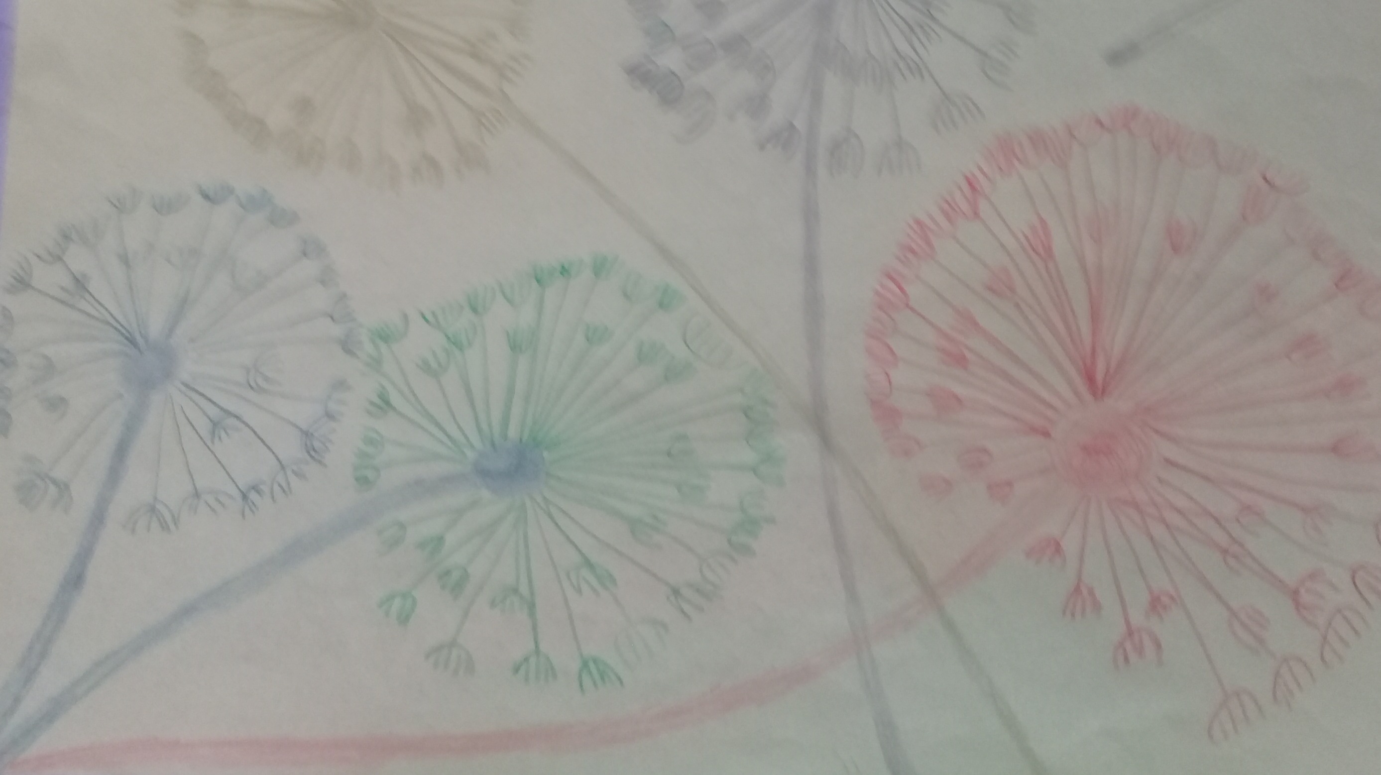 dendelions
