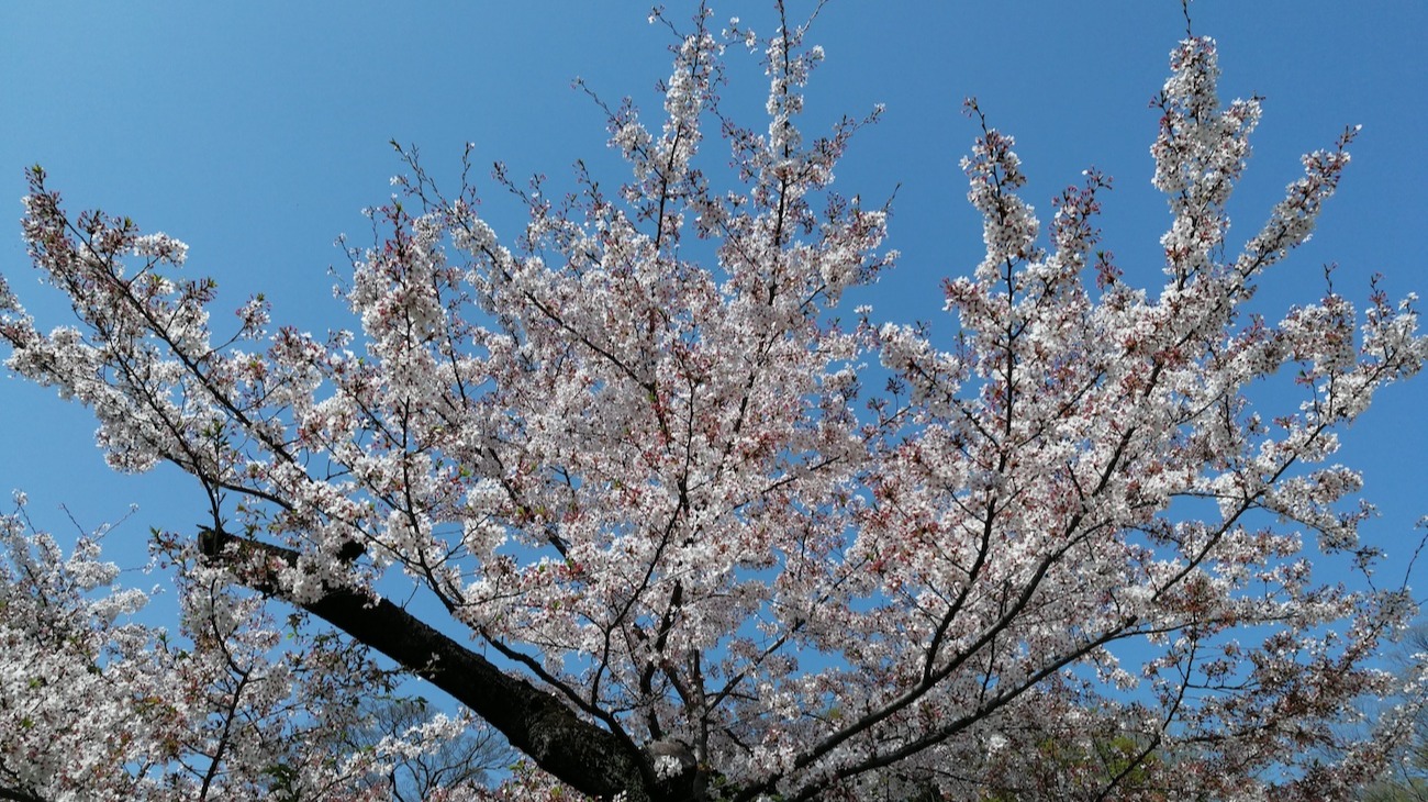 Cherry blossom tree