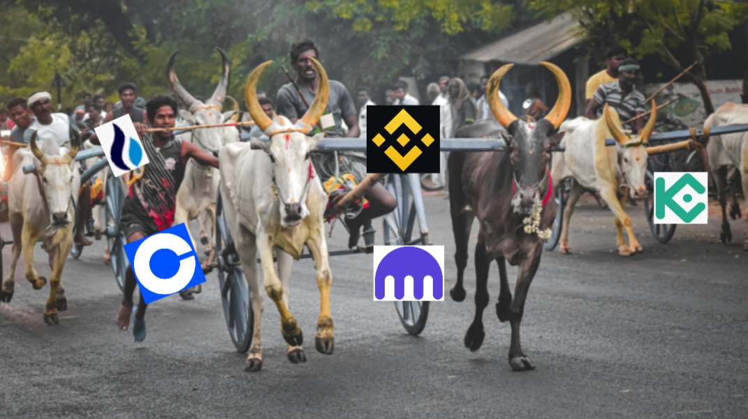 Bull Race