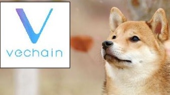 Where I took my Doge