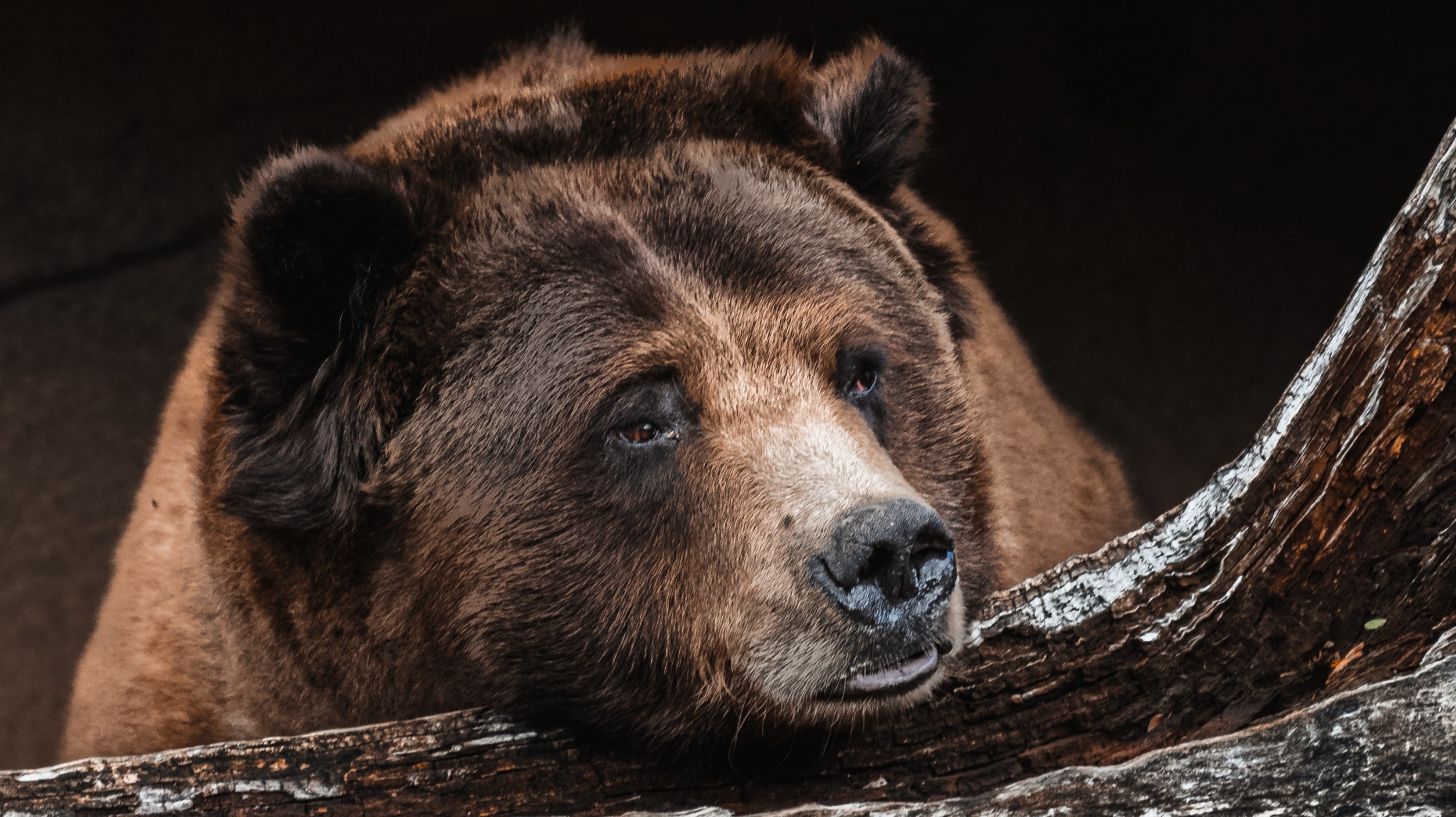sad bear