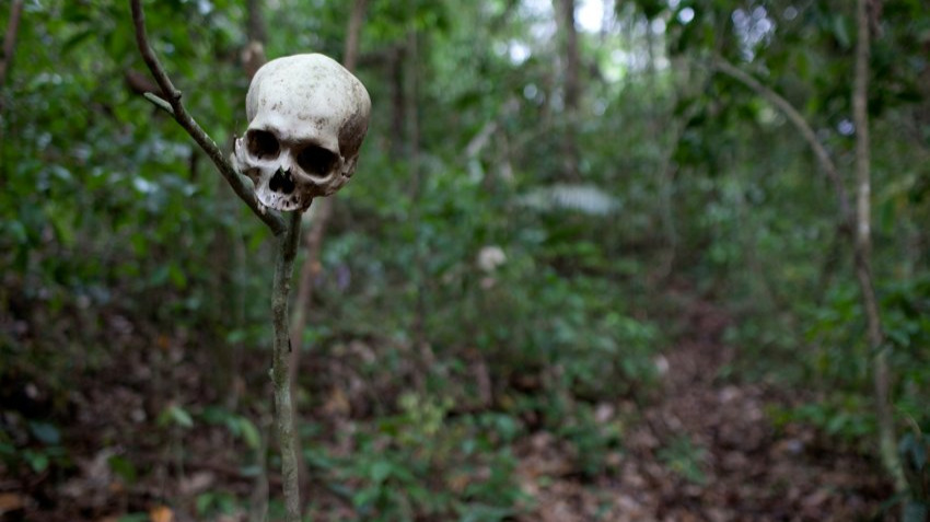 Skull on a stick in the thick rainforest of the Darien Gap between North and South America