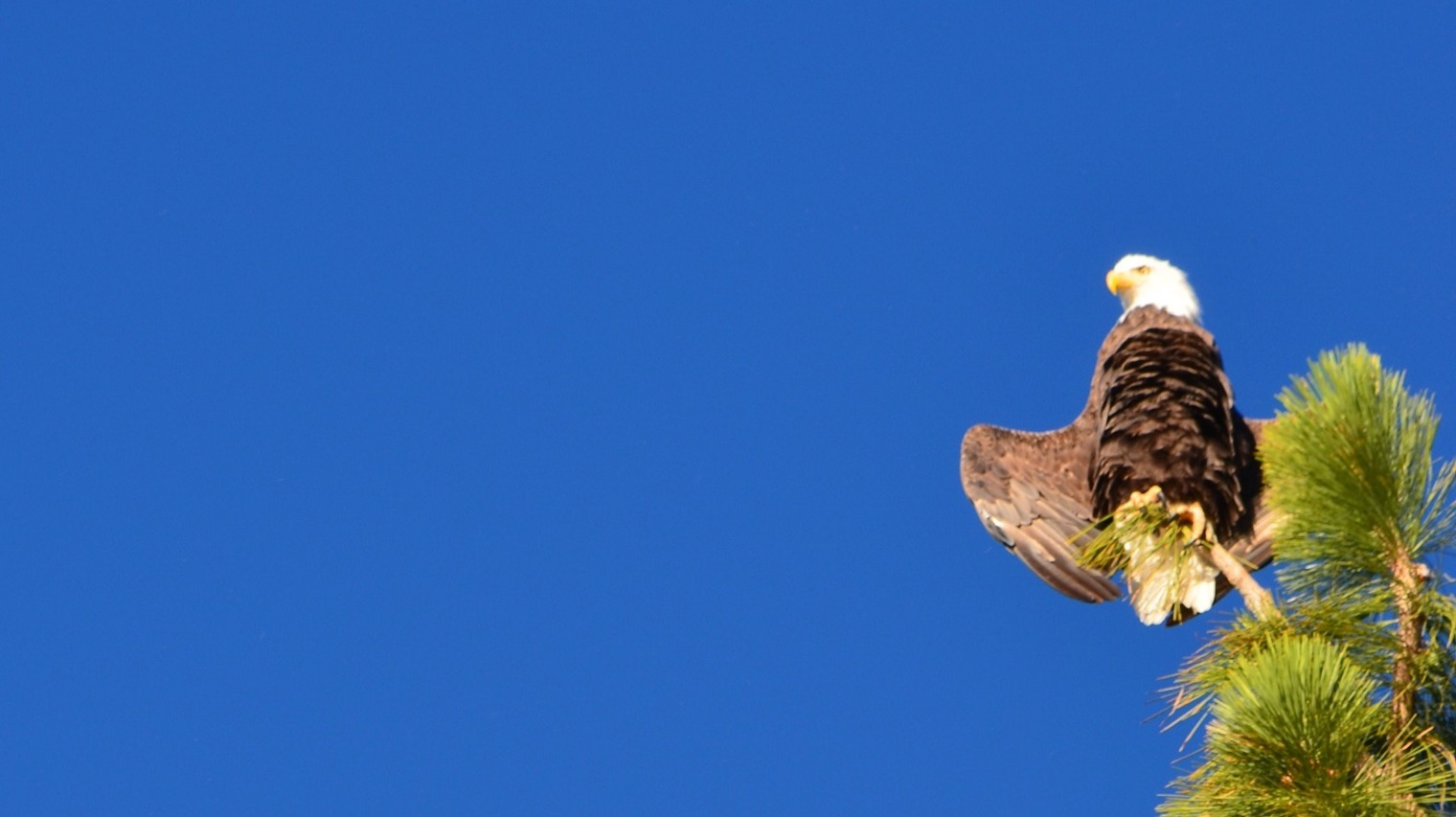 Eagle the King