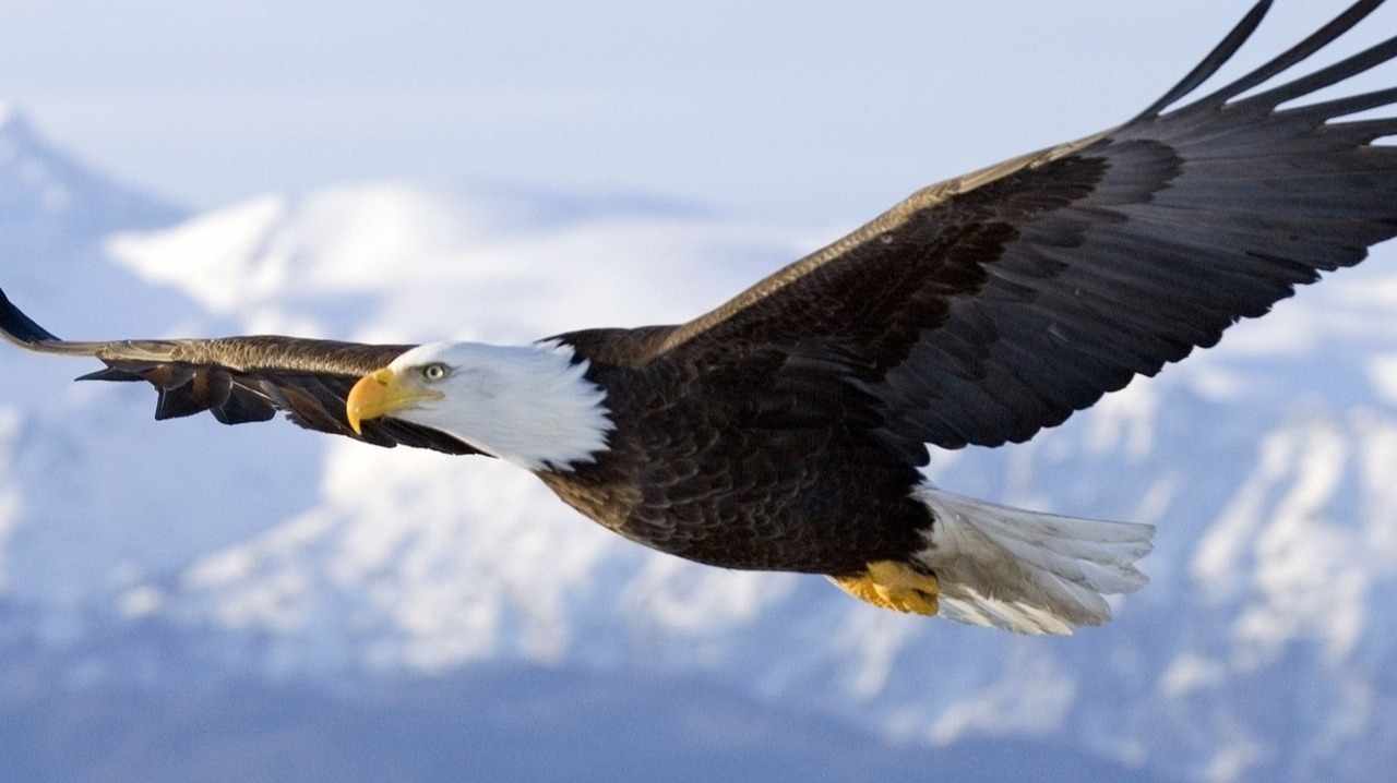 Flying eagle