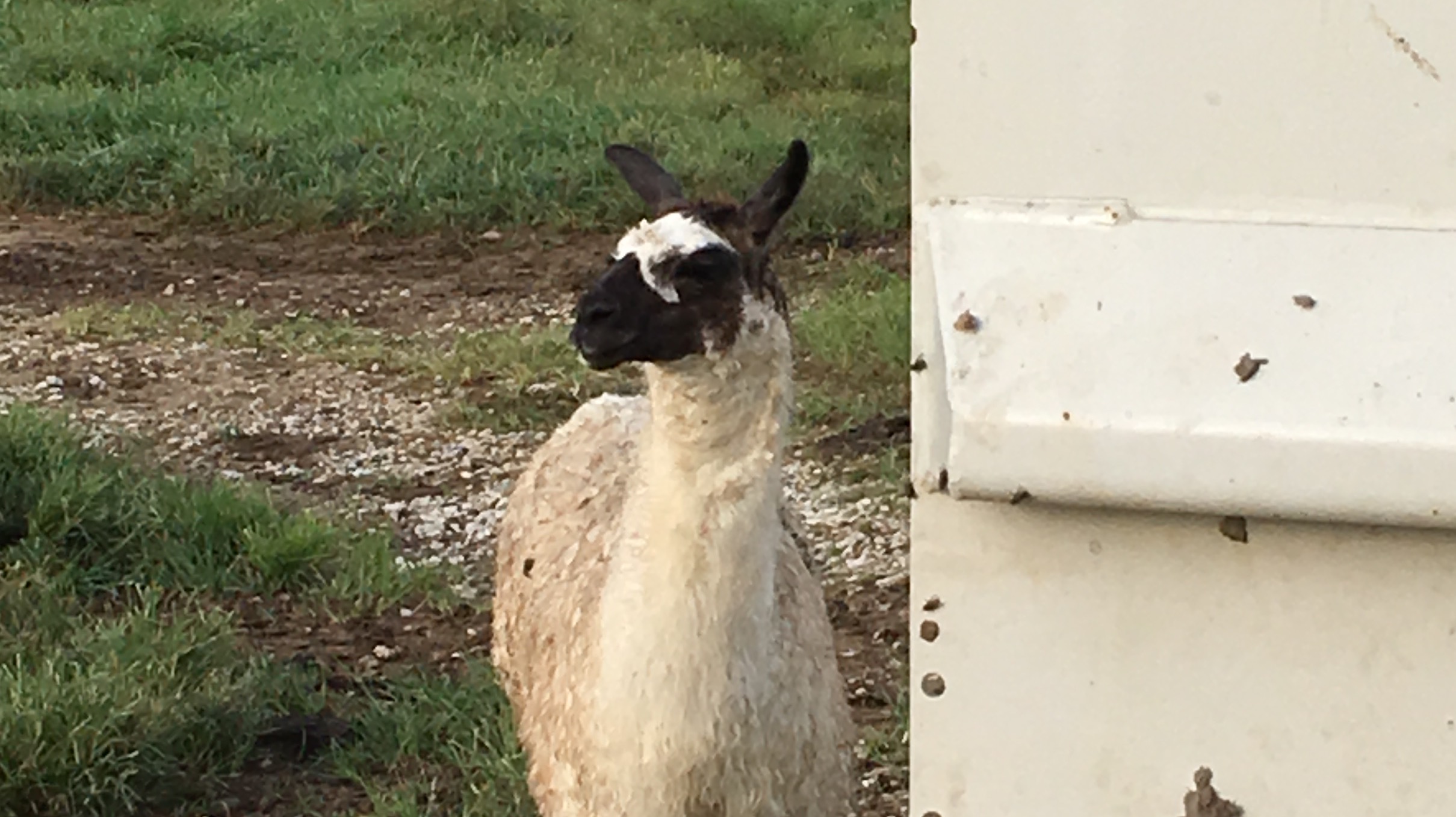 Dalia the Llama