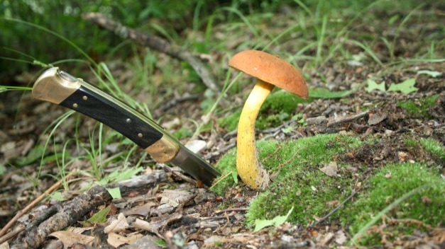 Documenting the array of Summer mushrooms found while on a hike in the woods