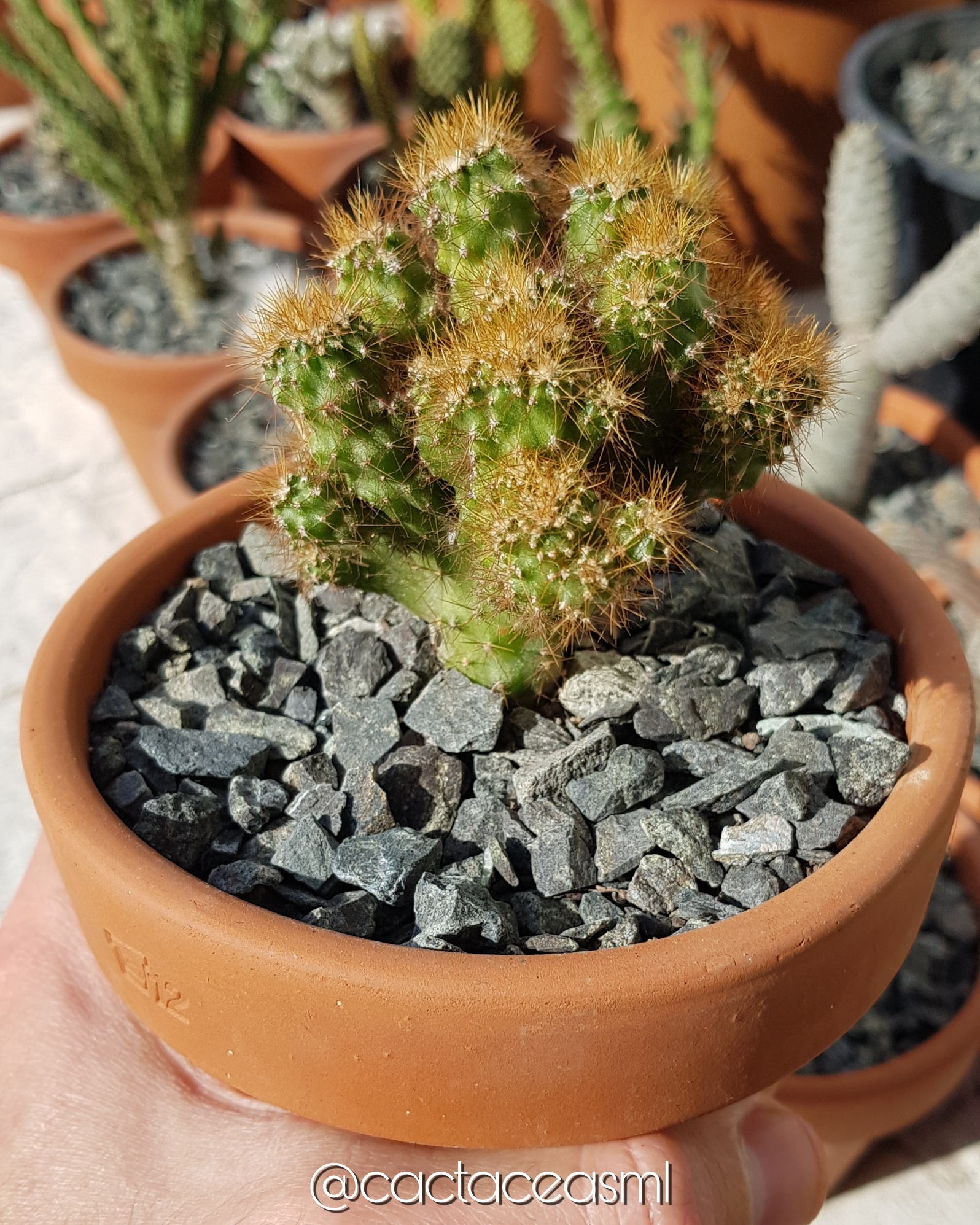 Cereus peruvianus var. monstrose