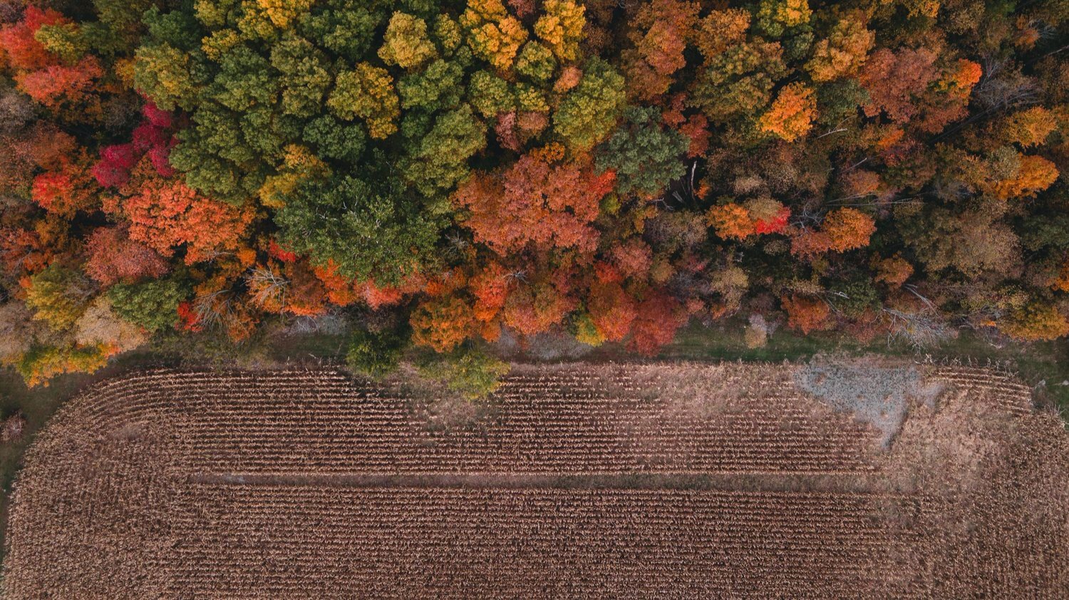 farm right before harvest
