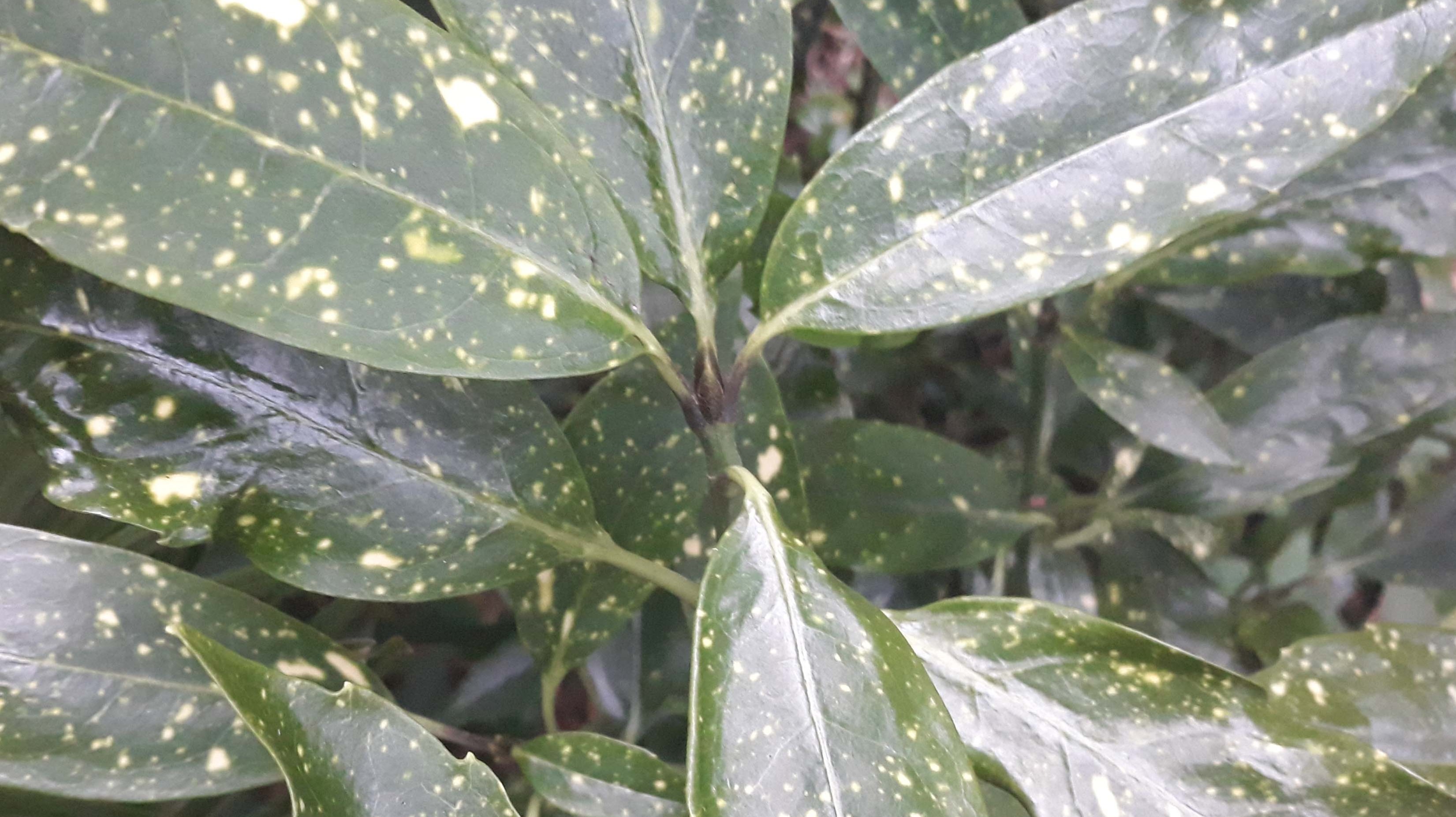 evergreen plant