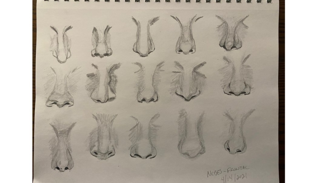 15 nose studies - pencil sketches
