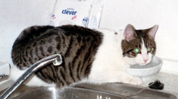 Murphy und das Wasser