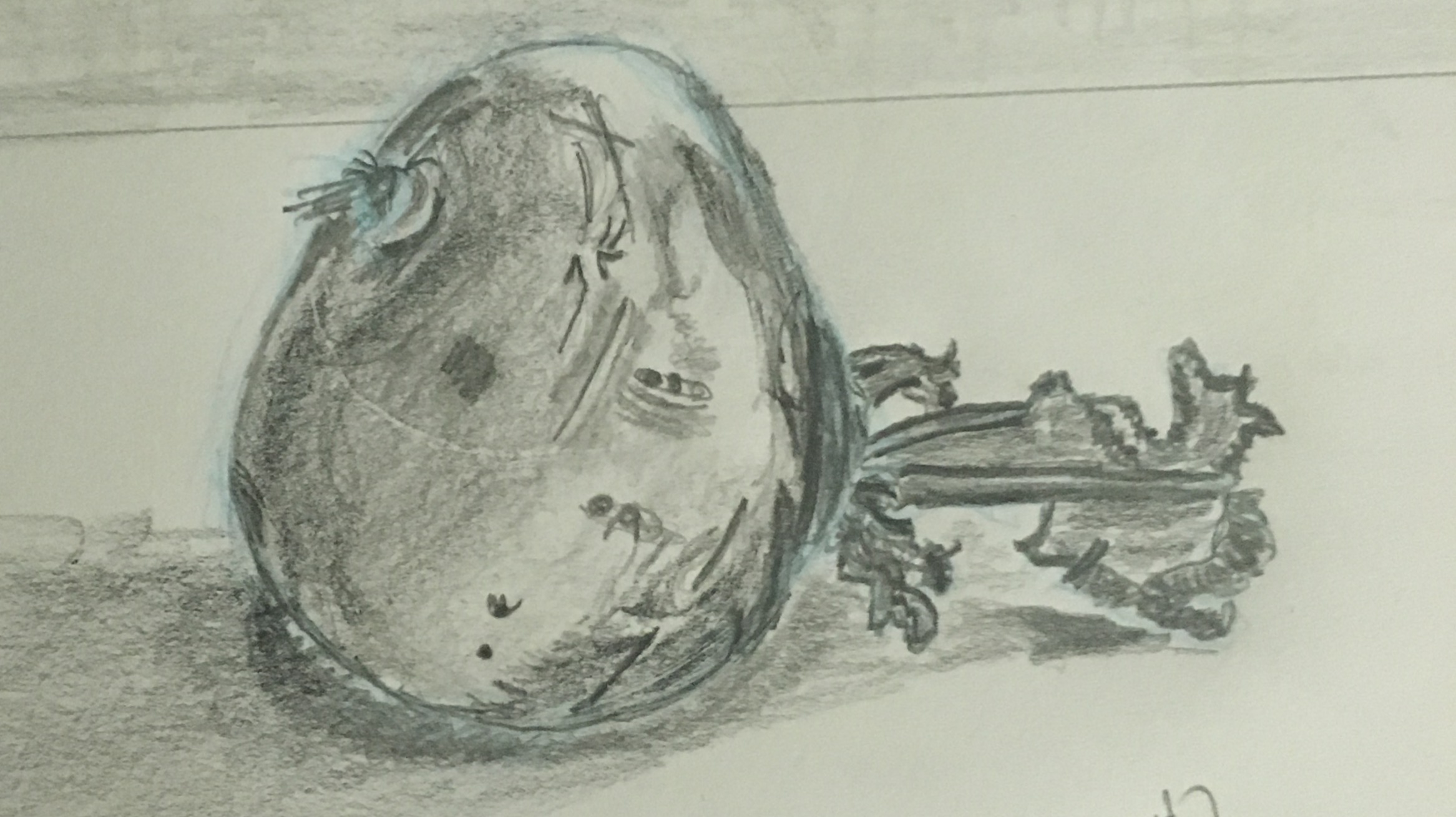 Turnip in pencil