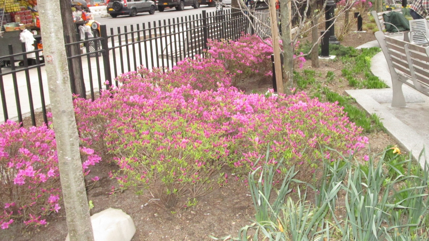 flowers in the park