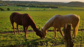 Voluntary Ecological Year (FÖJ) in Germany