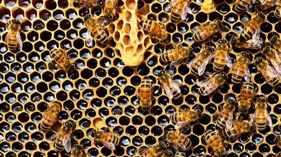 HONEY
