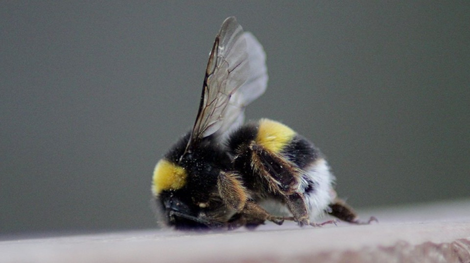 Trip #4 Through Macro World - S.Justa Valongo | Portugal