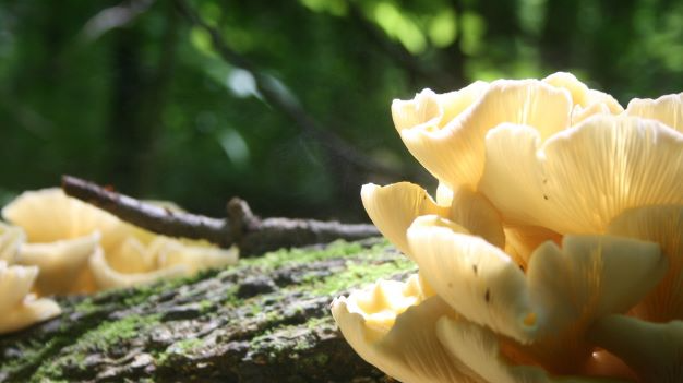 Documenting golden oysters sporulating in the wild