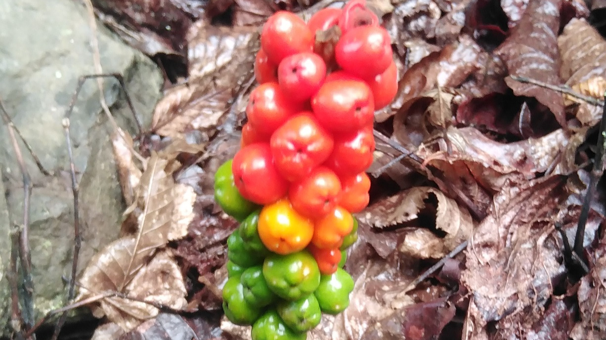 Beware of Poisonous Berries in Jungle