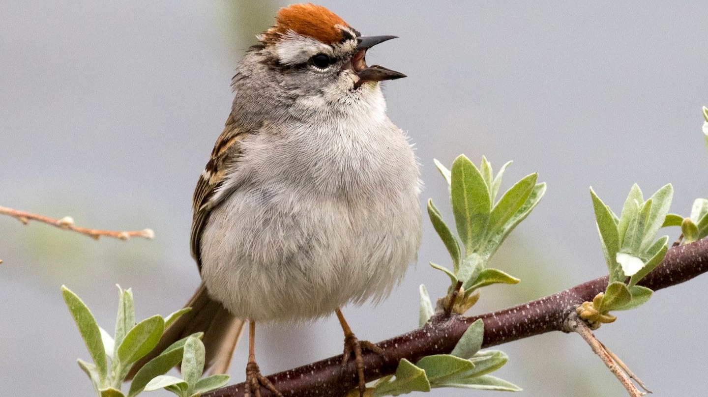 Western Chipping Sparrow