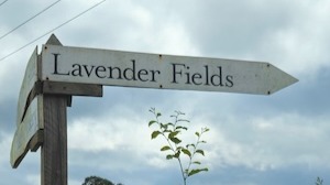 Lavender fields sign