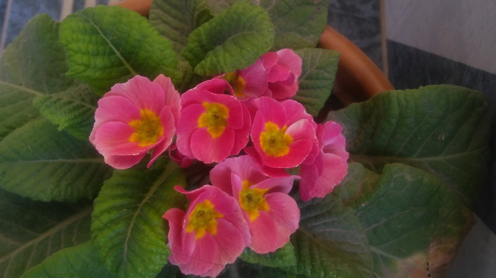 My Primroses Plants And Quick Care Tips