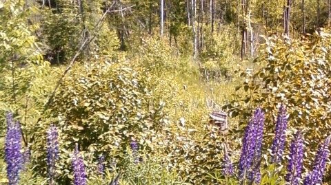 springtime