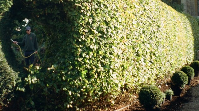 Hedge