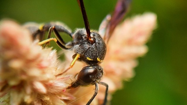 Macrophotography of the insect