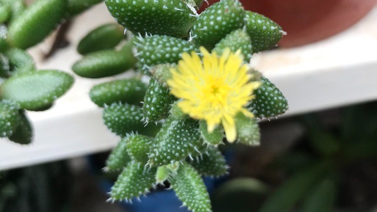 Plants in My Garden