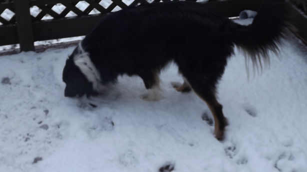 A black and white border collie licks the snow from a deck.