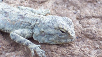 Grumpy Agama