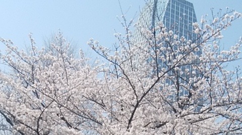Sakura against the skyline