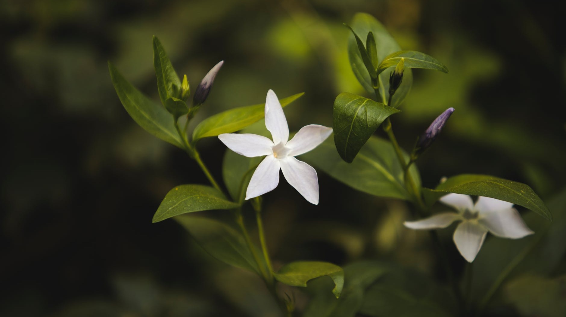 Jasmine
