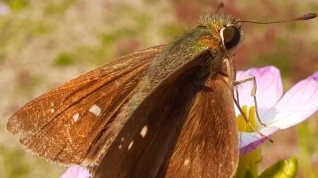 Today i will share my Macrophotography of Pelopidas mathias, this insect is the dark small-branded swift