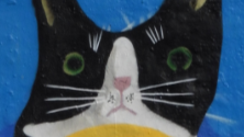 Cat face
